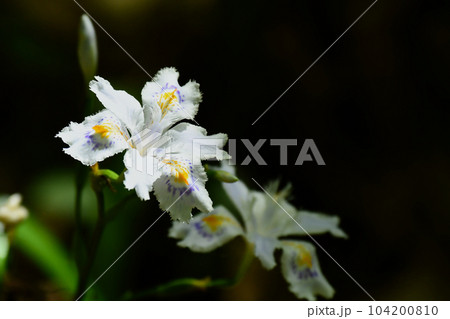 里山に自生するシャガの花 104200810