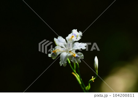 里山に自生するシャガの花 104200811