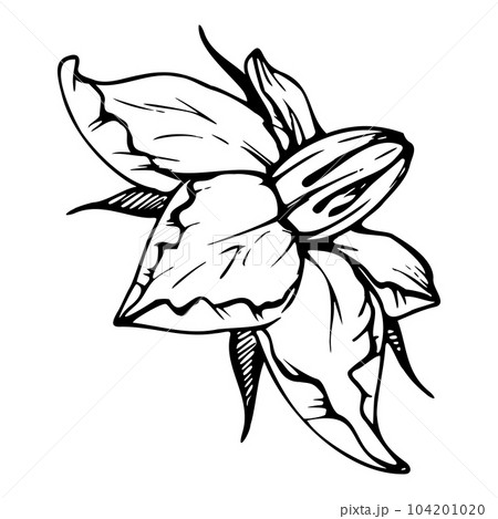 Hand drawn ink vector pumpkin squash leaf, flower. Sketch illustration art for Thanksgiving, harvest, farming. Isolated object, outline. Design for restaurant menu print, cafe, website, invitation 104201020