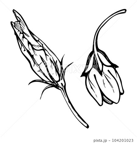 Hand drawn ink vector pumpkin squash leaf, flower. Sketch illustration art for Thanksgiving, harvest, farming. Isolated object, outline. Design for restaurant menu print, cafe, website, invitation 104201023