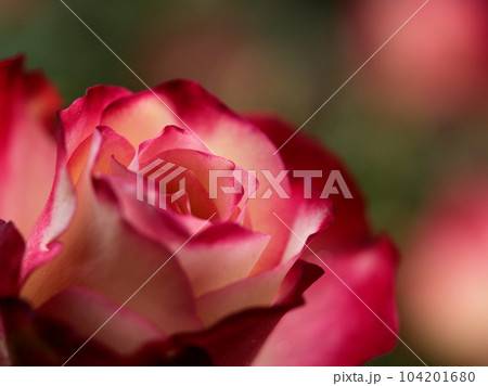 5月に咲いたバラの花「ジュビレ・デュ・プリンス・ドゥ・モナコ」 5月に咲いたバラの花「ジュビレ・デュ・プリンス・ドゥ・モナコ」 104201680