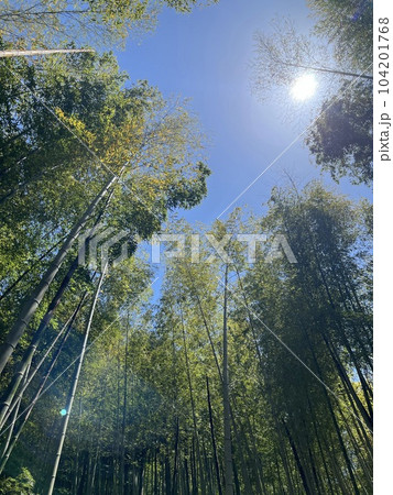 竹林と青空とお日様 竹林と青空とお日様 104201768