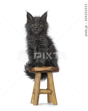 Maine Coon cat kitten on white background 104202033