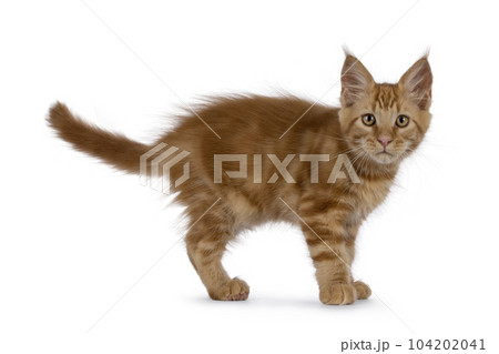 Maine Coon cat kitten on white background Maine Coon cat kitten on white background 104202041