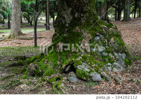 根元に石を抱いた古木 奈良公園 根元に石を抱いた古木 奈良公園 104202112