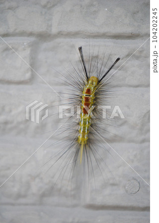 家の壁を這うスギドクガの幼虫 104202245