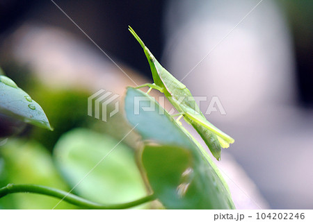 ショウリョウバッタの幼虫 104202246