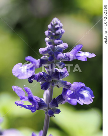 初夏の花壇に咲くブルーサルビア 初夏の花壇に咲くブルーサルビア 104202369