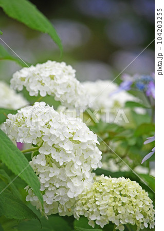 紫陽花の花 104203255