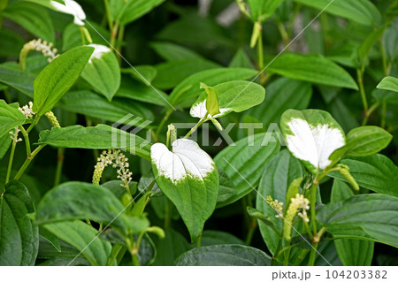 梅雨の頃に咲くハンゲショウの白い葉っぱと花 104203382
