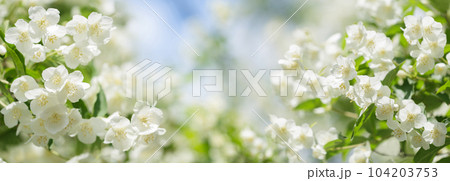 jasmine flowers on a bush in a garden jasmine flowers on a bush in a garden 104203753