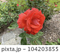 一輪のバラ 104203855