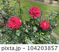 赤色の薔薇 104203857