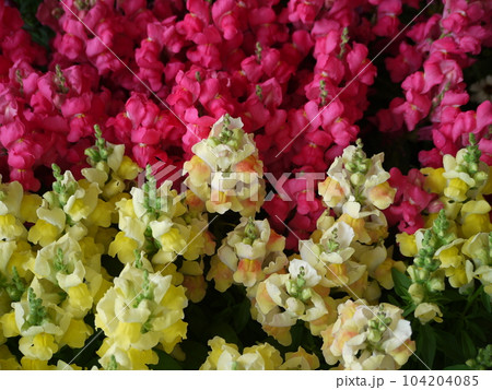 キンギョソウの赤花と黄花 104204085