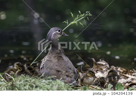 池のふちで休むオシドリの親子 池のふちで休むオシドリの親子 104204139