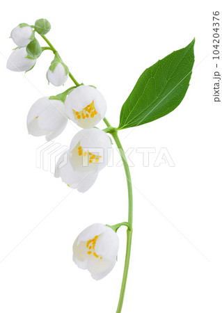 Jasmine flowers isolated on white background with full depth of field 104204376