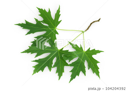 Silver maple leaf isolated on a white background. Top view. Flat lay Silver maple leaf isolated on a white background. Top view. Flat lay 104204392