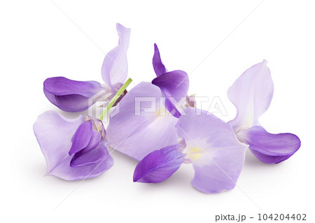 Wisteria flowers isolated on white background with full depth of field Wisteria flowers isolated on white background with full depth of field 104204402