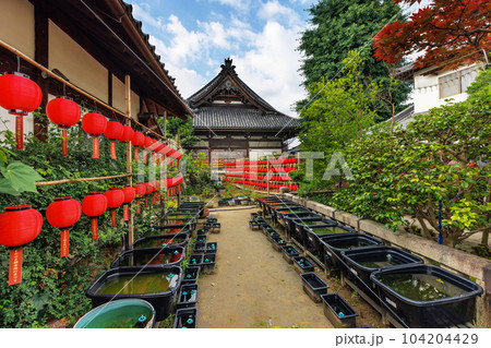 奈良おふさ観音の提灯祭り 104204429