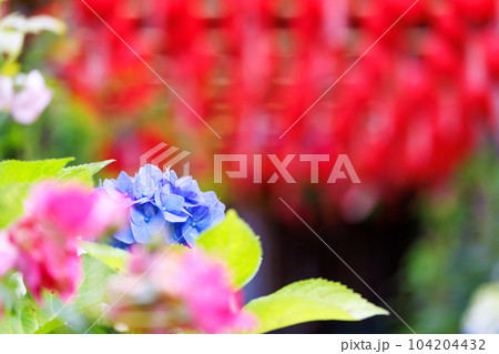 奈良おふさ観音の提灯祭り 奈良おふさ観音の提灯祭り 104204432