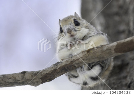 木の枝でたたずむエゾモモンガ 104204538