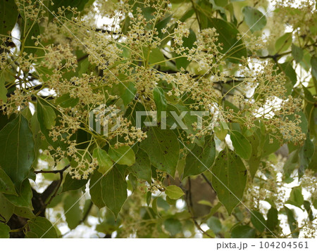 クスノキの小花 104204561