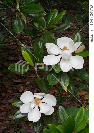 タイサンボク 104204752