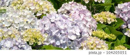 紫陽花 アジサイ あじさい 104205051