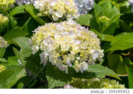 紫陽花 アジサイ あじさい 104205052