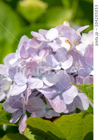 紫陽花 アジサイ あじさい 104205053