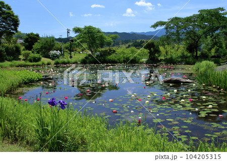 星ヶ丘公園 水面を彩る睡蓮 梅雨の晴れ間 (高知県 三原村) 星ヶ丘公園 水面を彩る睡蓮 梅雨の晴れ間 (高知県 三原村) 104205315
