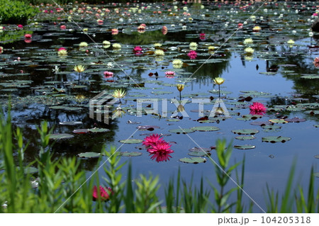 池一面に咲く睡蓮の花々 (高知県 三原村) 池一面に咲く睡蓮の花々 (高知県 三原村) 104205318