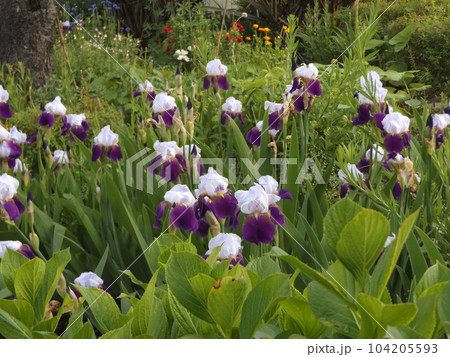 ジャーマンアイリスの大きい白と紫色の花の写真素材 [104205593] - PIXTA