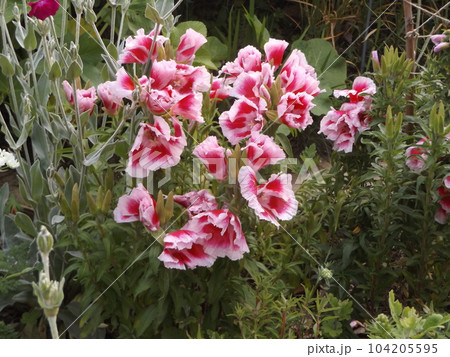 色待宵草とも言うゴテチャの白い縁取りの赤色の花 104205595