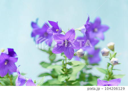 紫色のキキョウの花｜ブルー背景 104206129