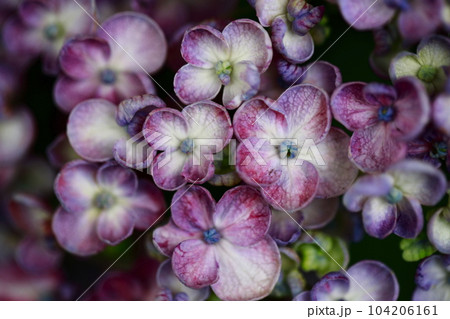 野市の紫陽花 104206161