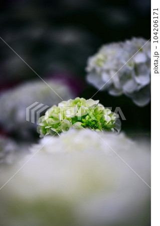 野市の紫陽花 104206171