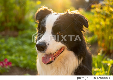 Outdoor portrait of cute smiling puppy border collie sitting on park background. Little dog with funny face in sunny summer day outdoors. Pet care and funny animals life concept Outdoor portrait of cute smiling puppy border collie sitting on park background. Little dog with funny face in sunny summer day outdoors. Pet care and funny animals life concept 104206604