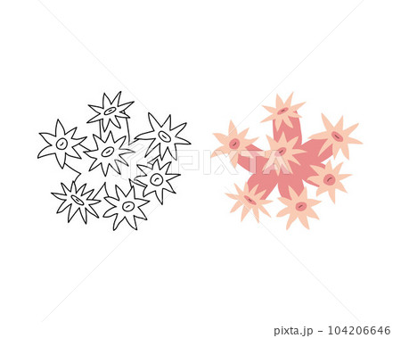 Color and black-and-white linear image of the solar coral. Marine or aquarium animal. Vector illustration icon in a flat and doodle style. 104206646