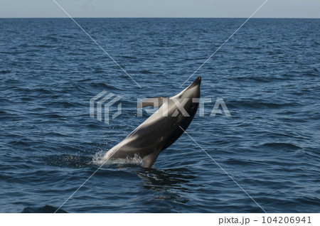 Dusky Dolphin jumping, Peninsula Valdes,Patagonia,Argentina 104206941