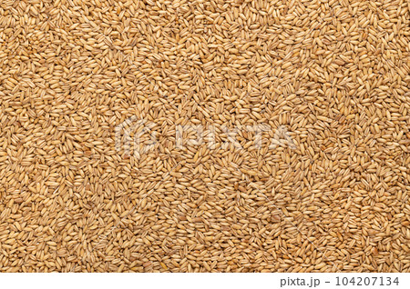 Hulled oats, dried and husked common oat grains, from above. Avena sativa, a cereal grain, suitable for human consumption as oatmeal or rolled oats, most used as livestock feed. Background food photo. Hulled oats, dried and husked common oat grains, from above. Avena sativa, a cereal grain, suitable for human consumption as oatmeal or rolled oats, most used as livestock feed. Background food photo. 104207134