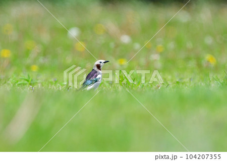 初夏に草原や公園で見られる身近な美しい小鳥コムクドリ 104207355