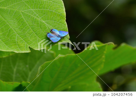 初夏に公園や雑木林で見られる青緑色に美しく輝くチョウ、オオミドリシジミ 104207456