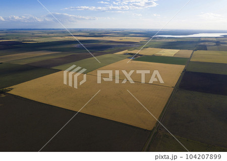 Wheat field ready to harvest, in the Pampas plain, La Pampa, Argentina. Wheat field ready to harvest, in the Pampas plain, La Pampa, Argentina. 104207899