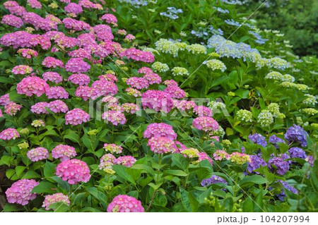 丘を埋めつくす紫陽花達 丘を埋めつくす紫陽花達 104207994