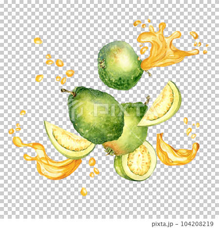 Whole guavas, slices and half with juice splash watercolor illustration isolated on white background. Tropical fruit, yellow spot, drop guajava hand drawn. Design for wrapping, packaging, label, menu Whole guavas, slices and half with juice splash watercolor illustration isolated on white background. Tropical fruit, yellow spot, drop guajava hand drawn. Design for wrapping, packaging, label, menu 104208219