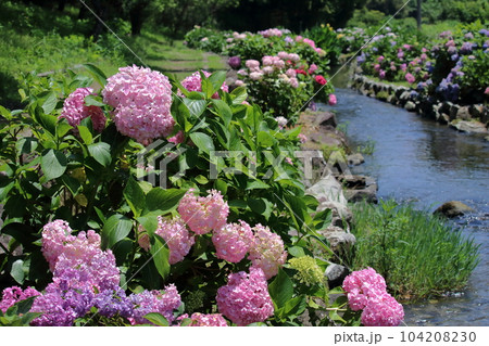 水辺に咲く紫陽花　梅雨の晴れ間　（高知県　土佐市　加茂川親水公園） 104208230