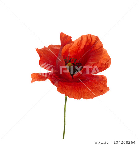 Bright red poppy flower isolated on white background Bright red poppy flower isolated on white background 104208264