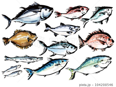 手描きの魚集合イラスト　右向き 104208546