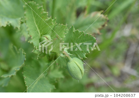 アツミゲシの蕾と葉（セティゲルム種） 104208637